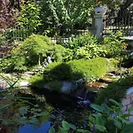 Ginkgo, - Pula Banjole